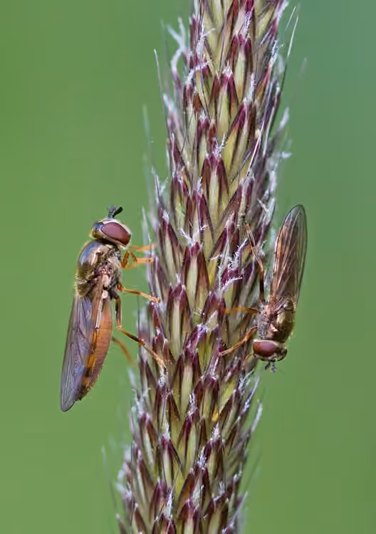 Syrphe blindé, Femelle