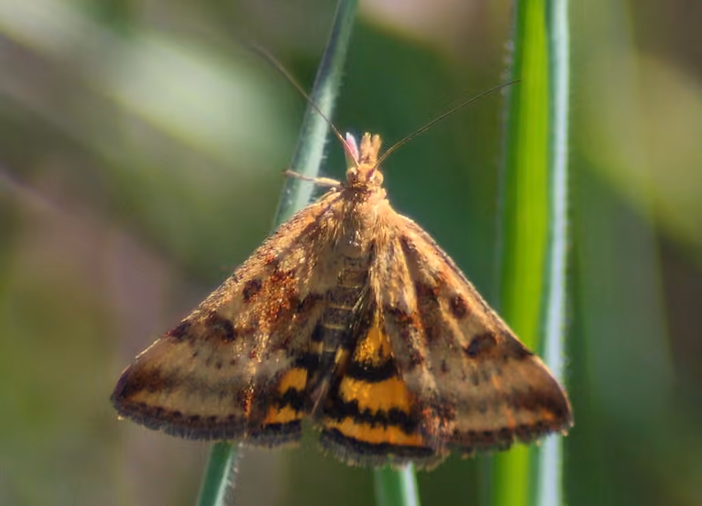 Mottled Pyrausta Moth, photo 3 of 5