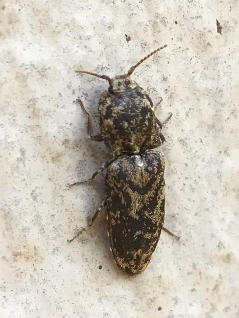 Marbled Click Beetle, photo 2 of 5