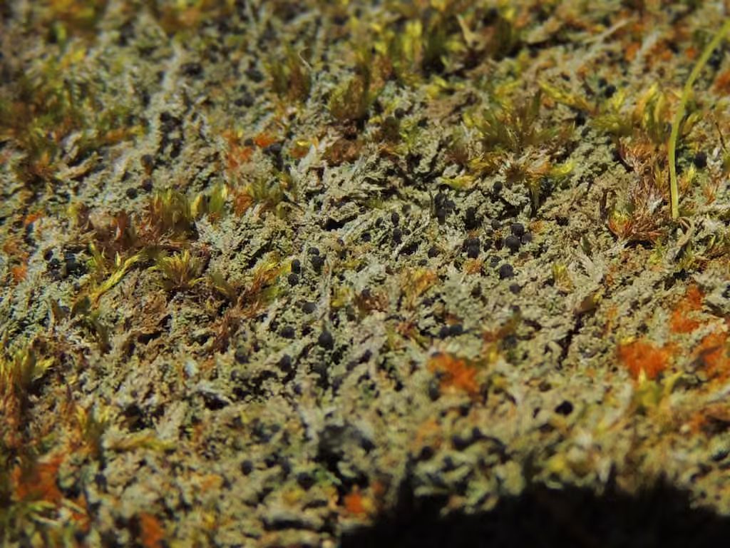 Six-celled Moss Dot Lichen, photo 1 sur 5