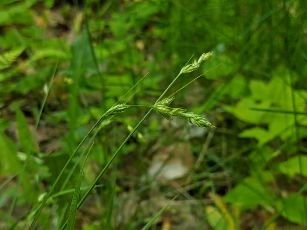 Carex de Dewey, photo 1 sur 5