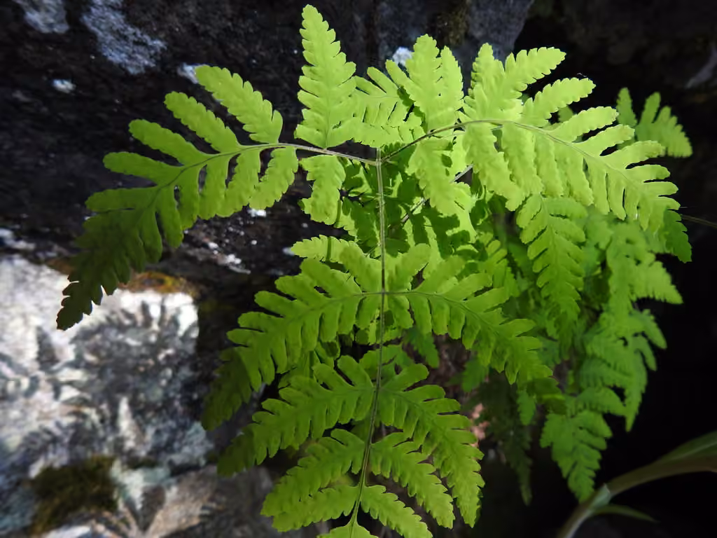 Asian oak fern, photo 1 of 5