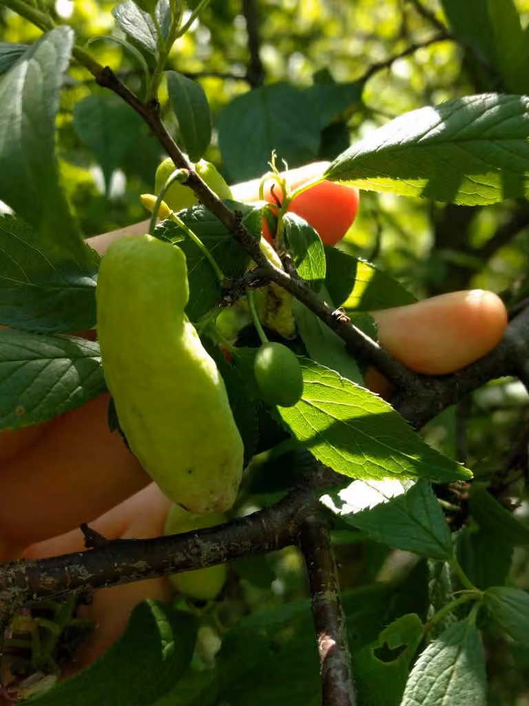 Taphrina communis