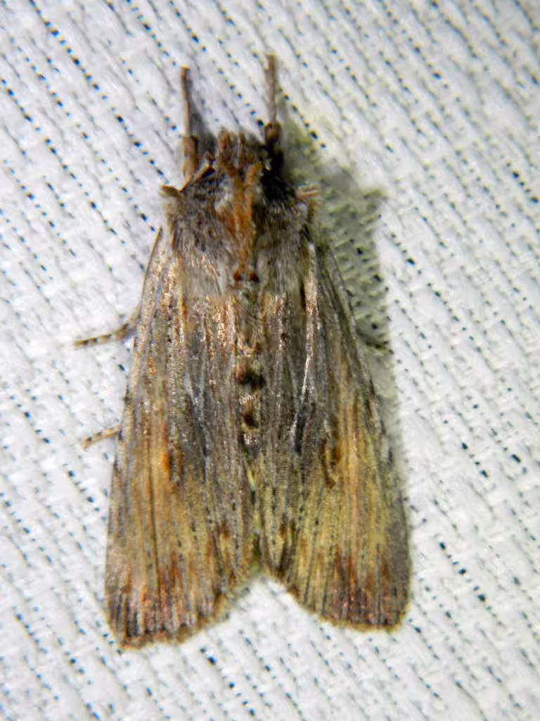 Amanda's Pinion, Adult