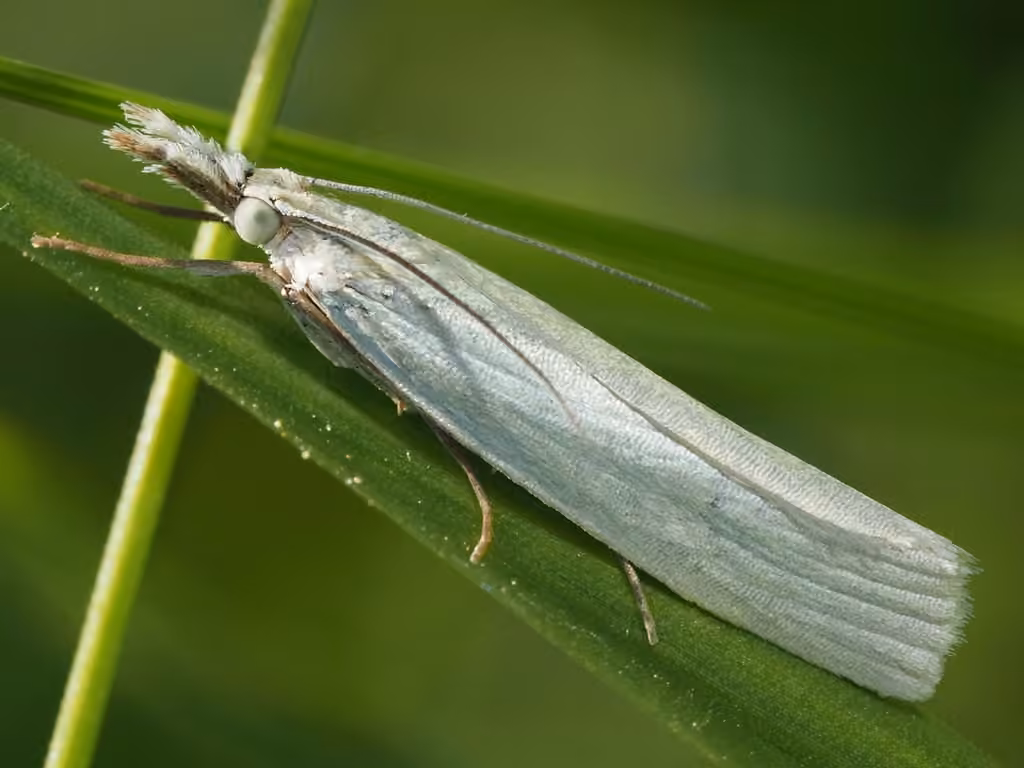 Crambus des champs, photo 1 sur 5