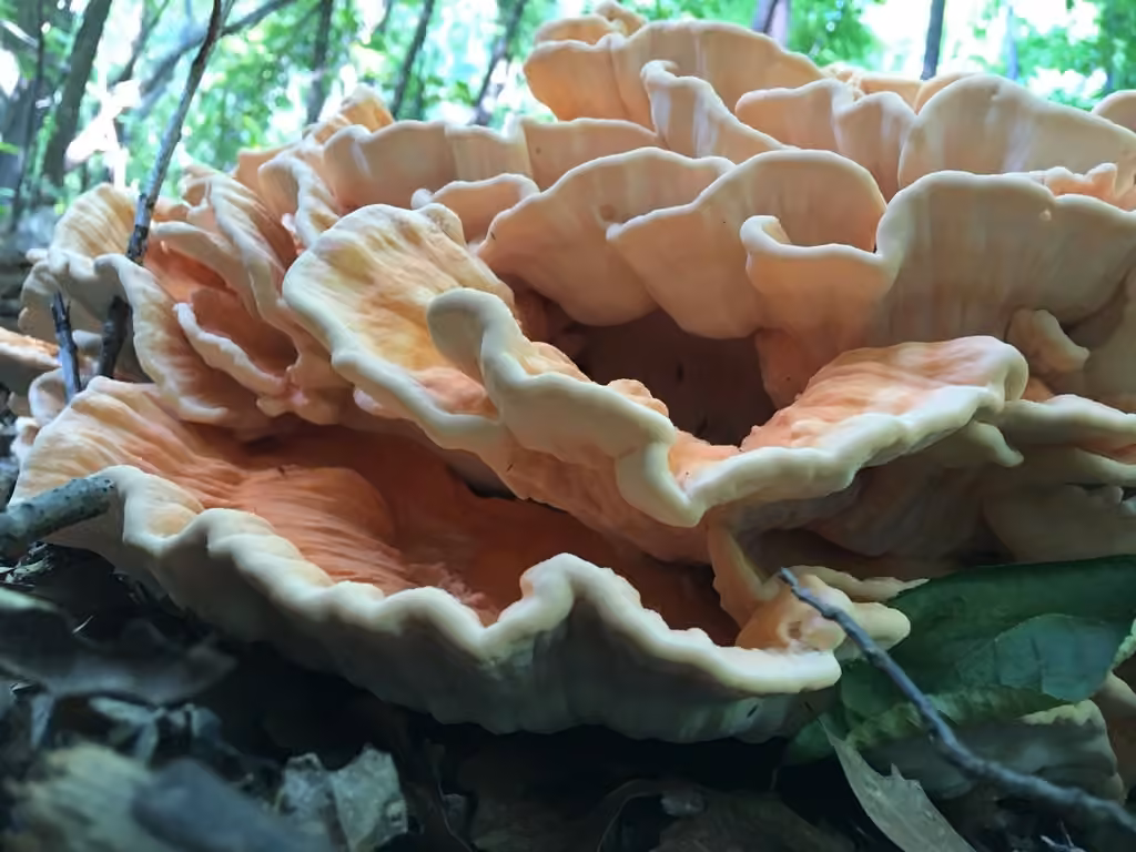 White-pored Chicken Of The Woods, photo 2 of 5
