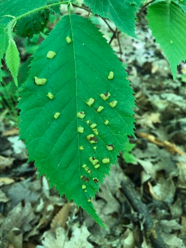 Taphrina virginica, photo 2 of 5