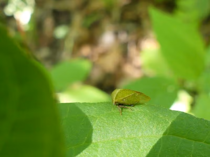 Stictocephala lutea, photo 2 of 5