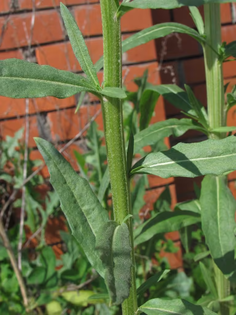 European wallflower, In flower