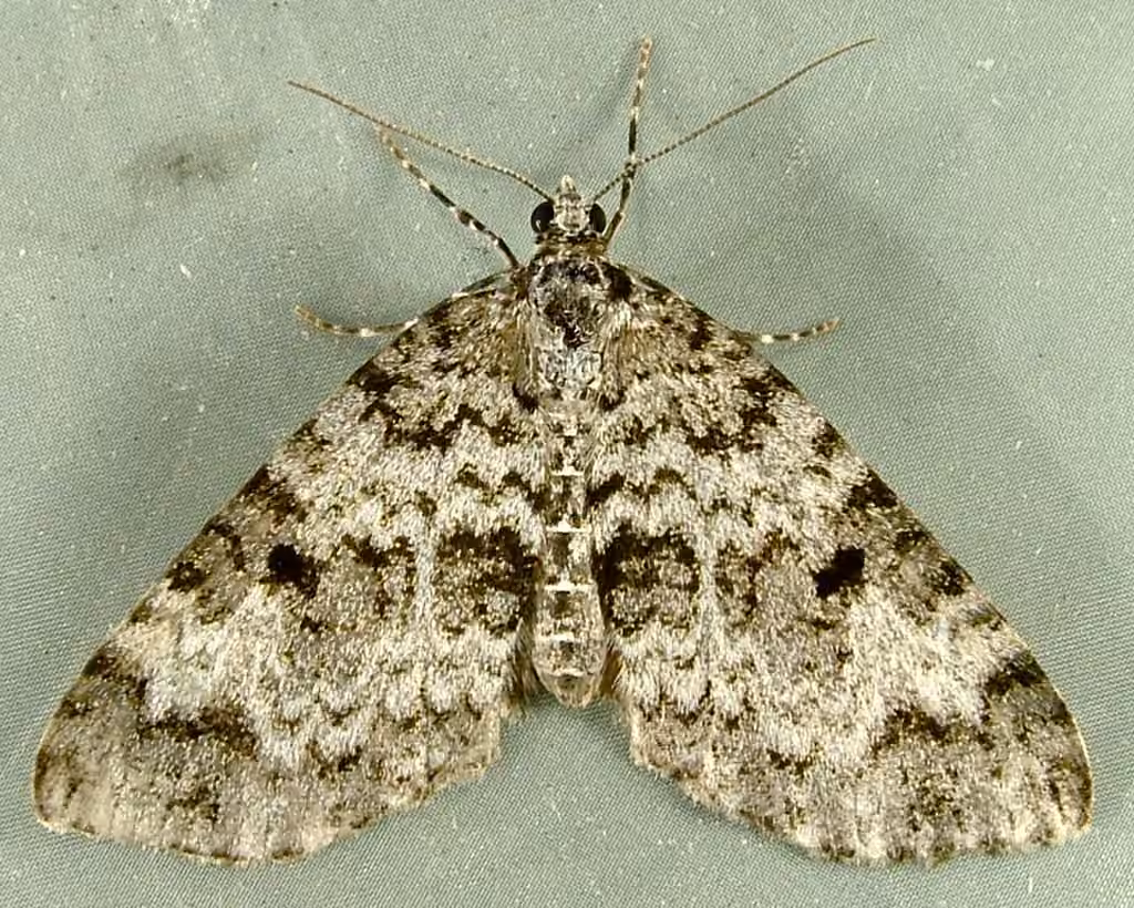 Double-banded Carpet Moth, photo 1 sur 5