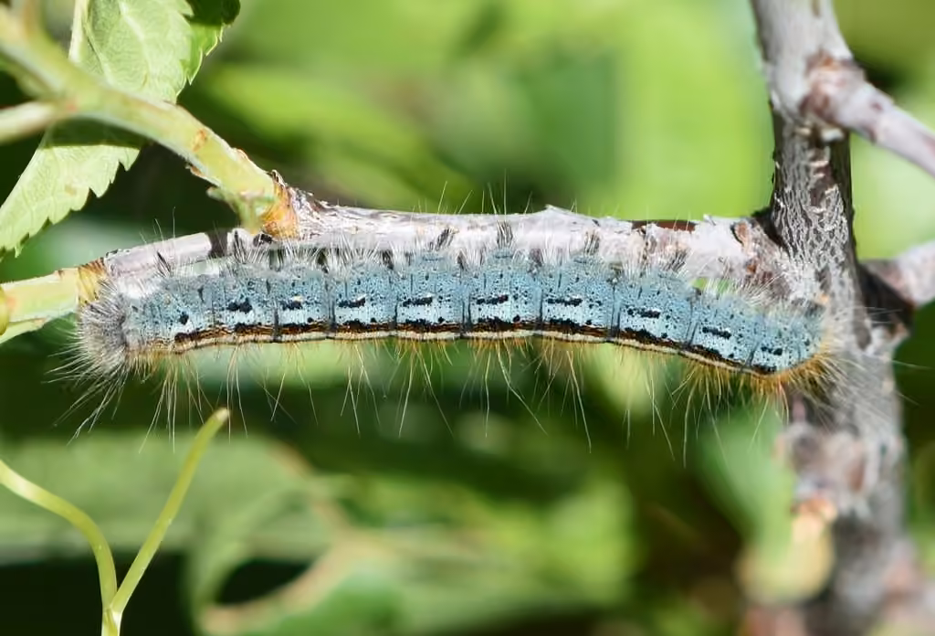 Western Tent Caterpillar Moth