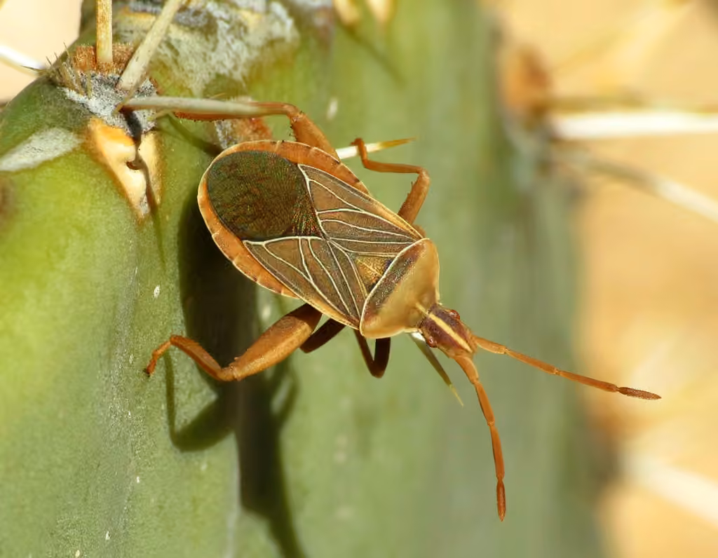 Cactus Coreid Bug, photo 1 sur 5