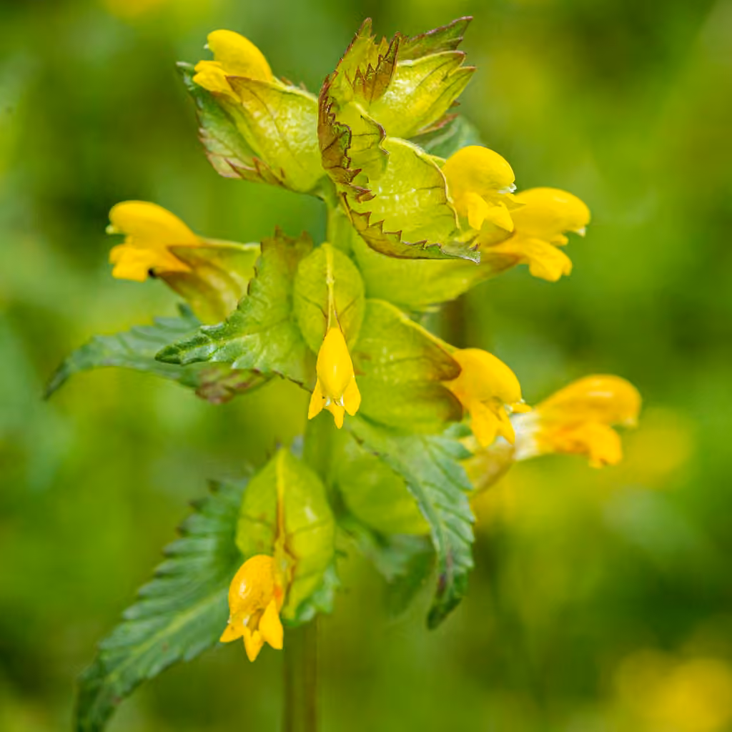 Little yellow rattle