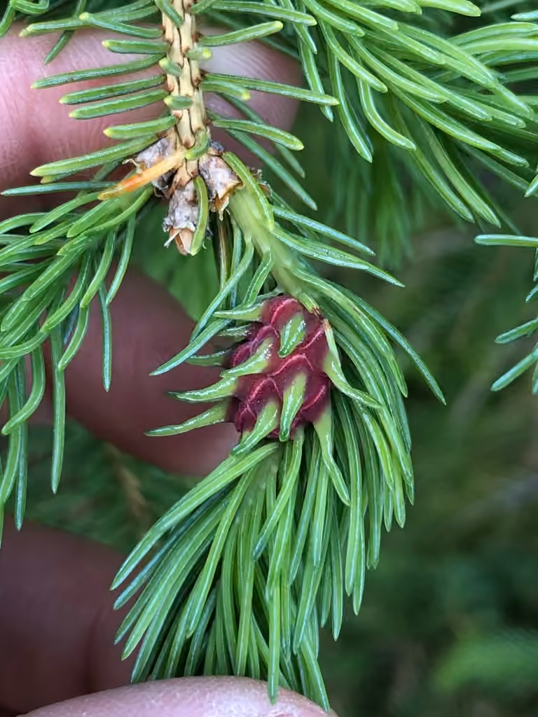 Pineapple-gall Adelgid, Gall