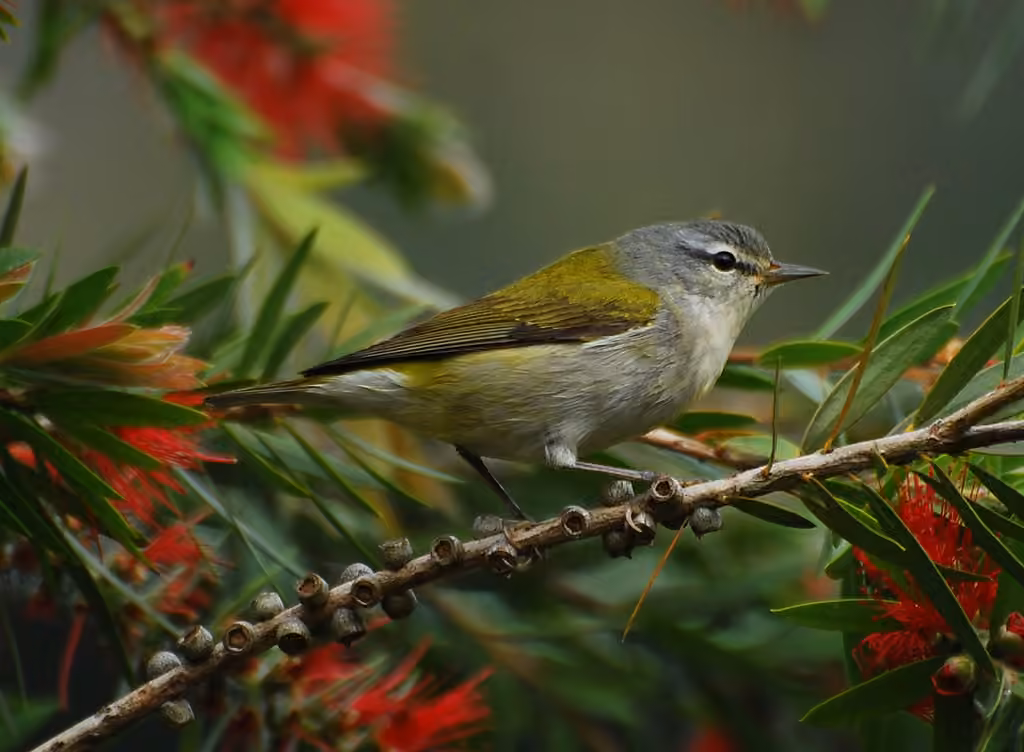 Tennessee Warbler, photo 1 of 5