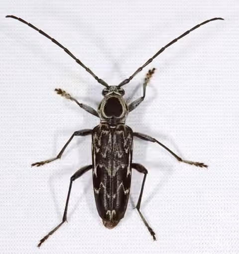 Longicorne fulminant, photo 1 sur 5
