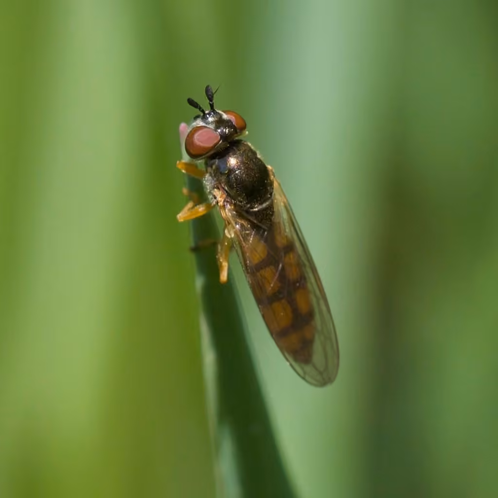 Meadow Sedgesitter, Female