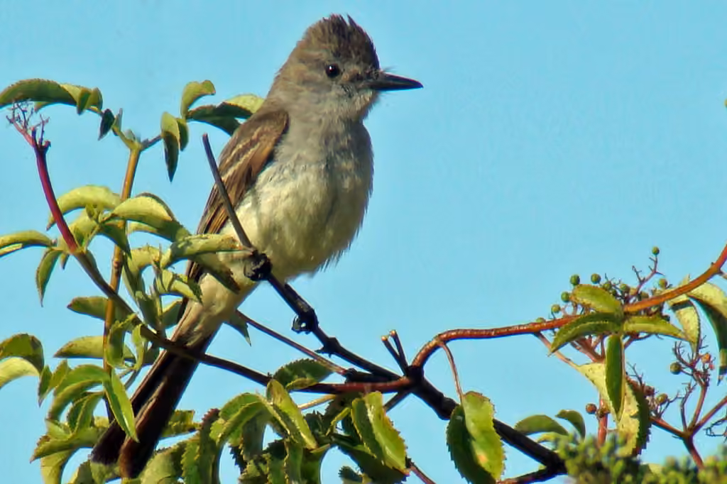 Ash-throated Flycatcher, photo 1 of 5