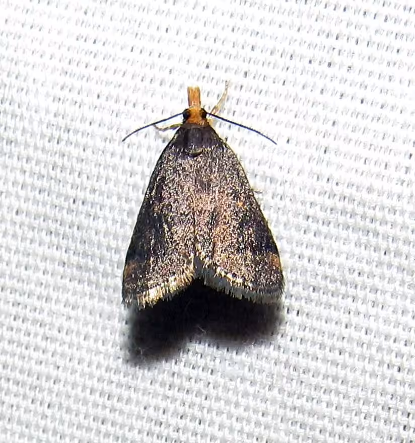 Merrick's Crambid Moth, photo 2 sur 5