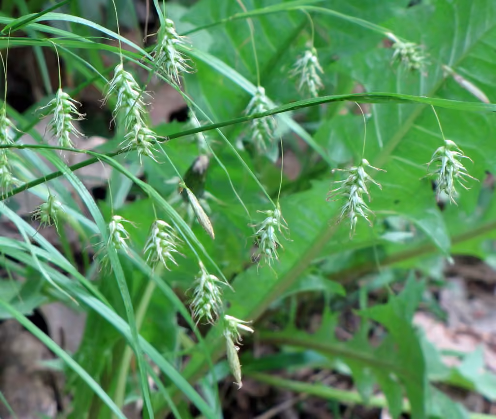 Sprengel's sedge, photo 1 of 5