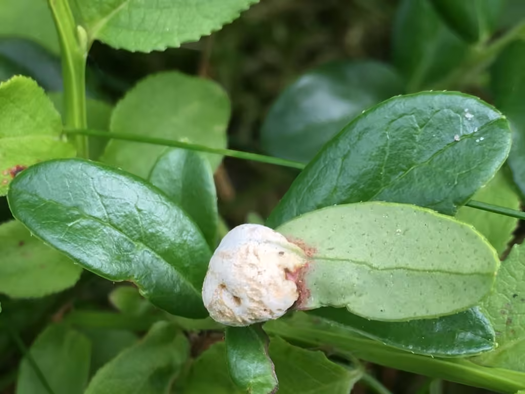 Cowberry Redleaf, photo 2 of 5