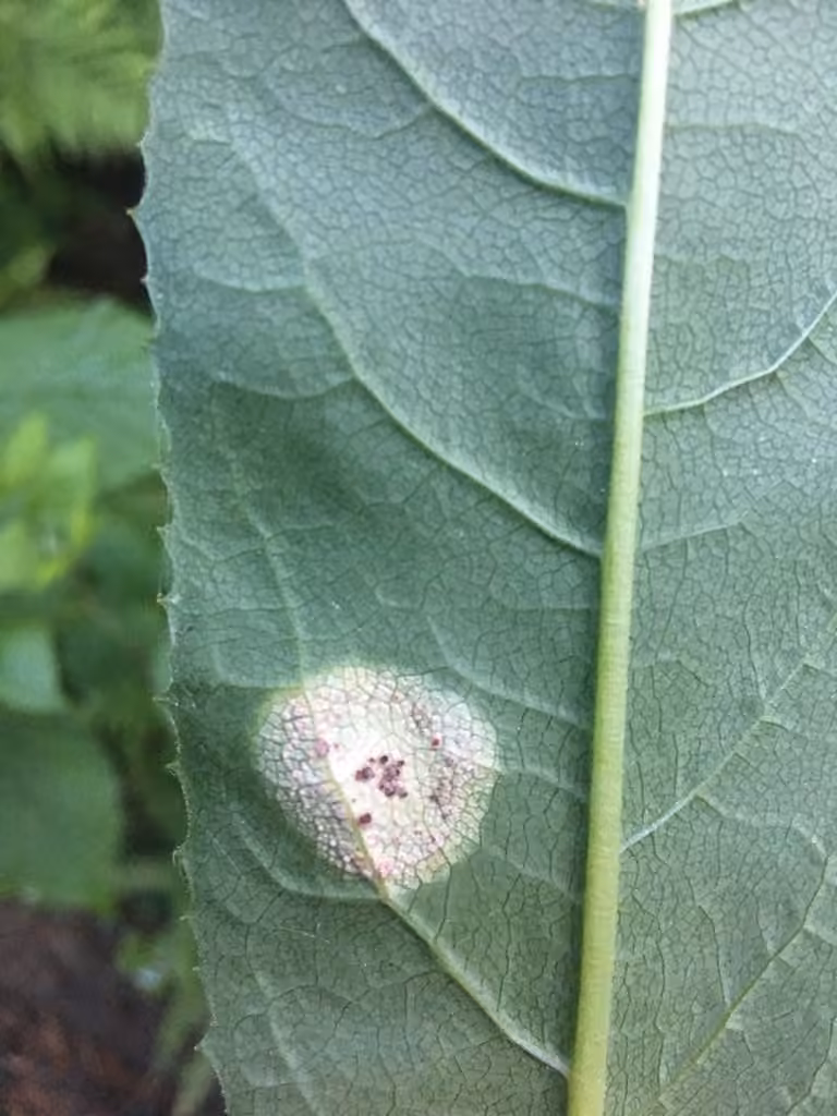 Puccinia dioicae, photo 2 sur 5