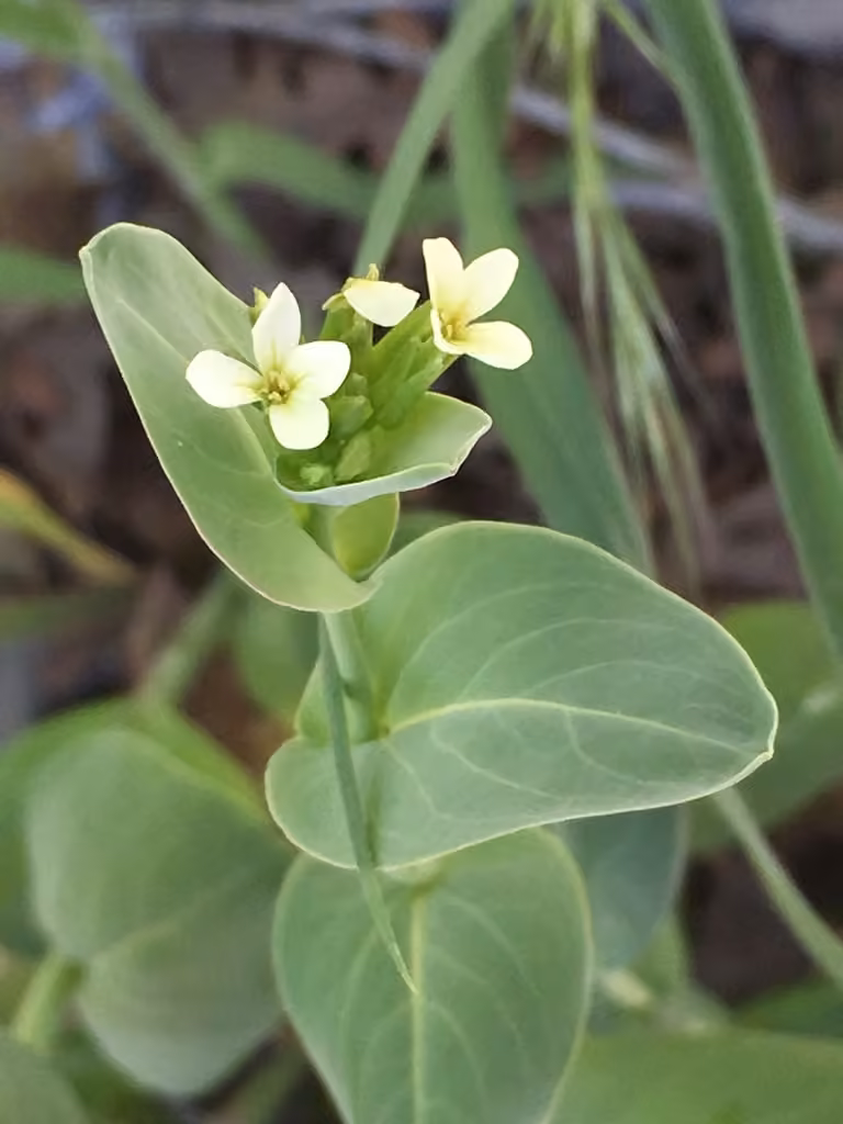 Vélar d'Orient, En fleurs