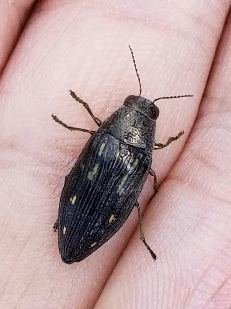 Spotted-wing jewel beetle, photo 2 of 5