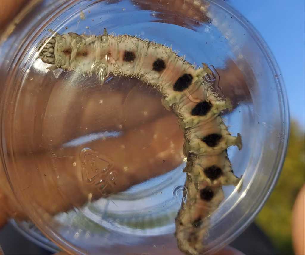 Once-married Underwing, Caterpillar
