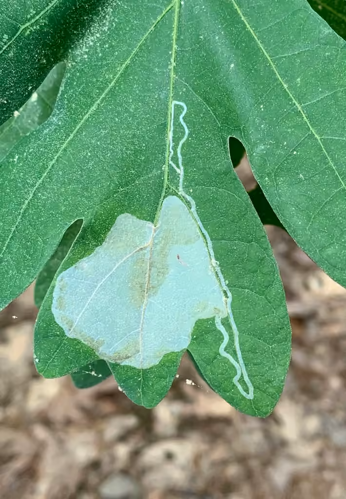 Cryptolectica strigosa, photo 1 of 5
