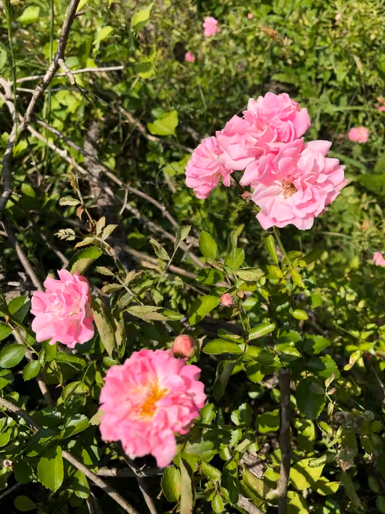 Rosier de France, En boutons