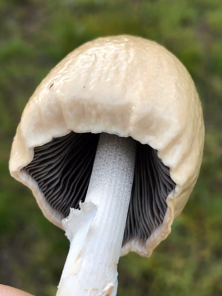 Panéole coprophile