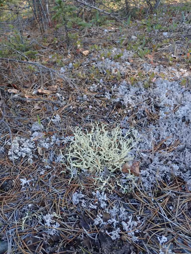 Curled Snow Lichen, photo 2 of 5
