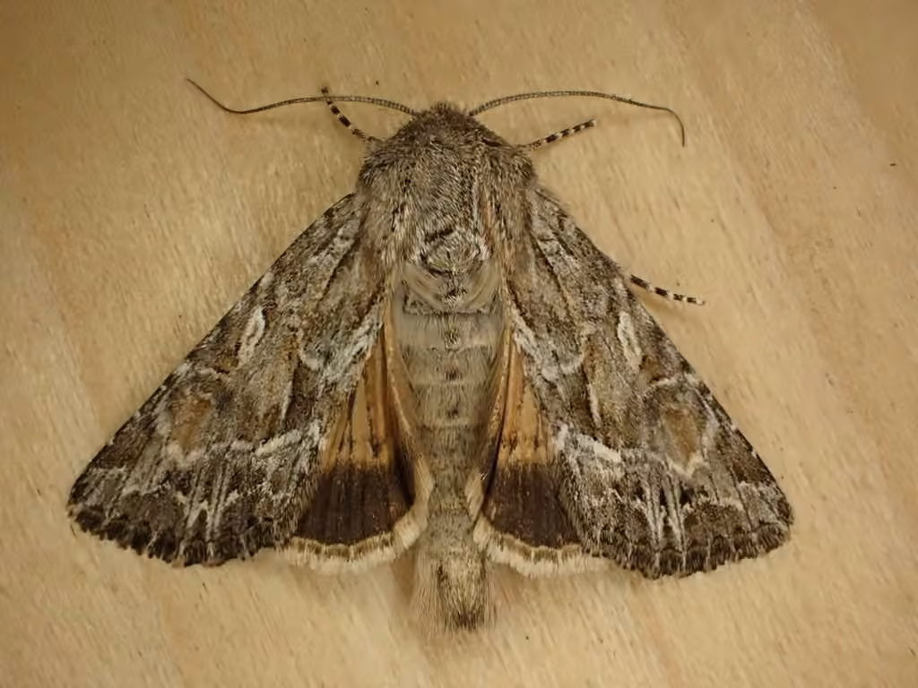 Ornate Apamea, Adult