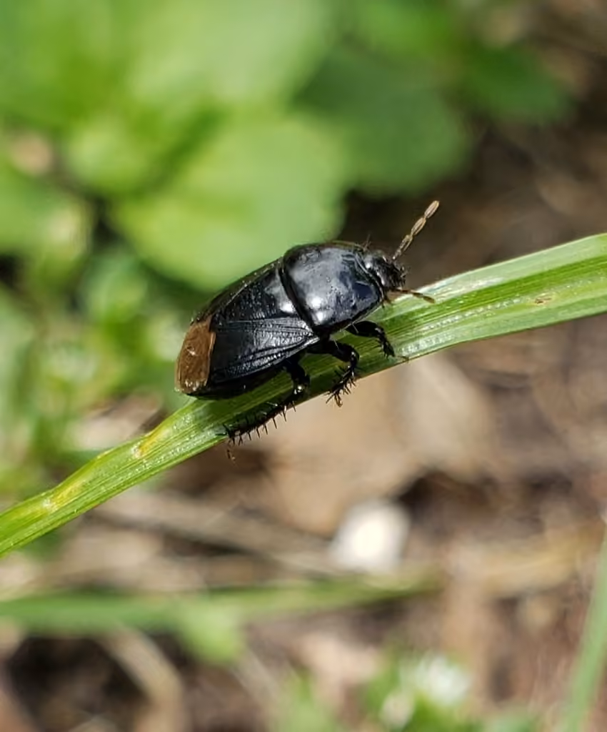 Two-lined Burrowing Bug, photo 2 sur 5