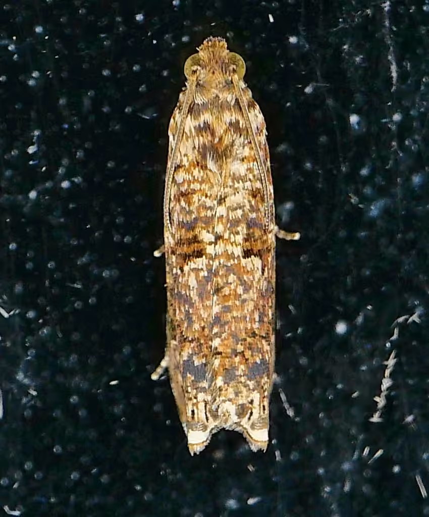 Sumac Leaftier Moth, Adult