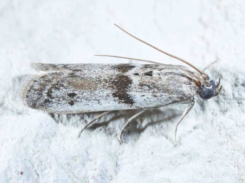 Black-banded Homoeosoma Moth, Adulte