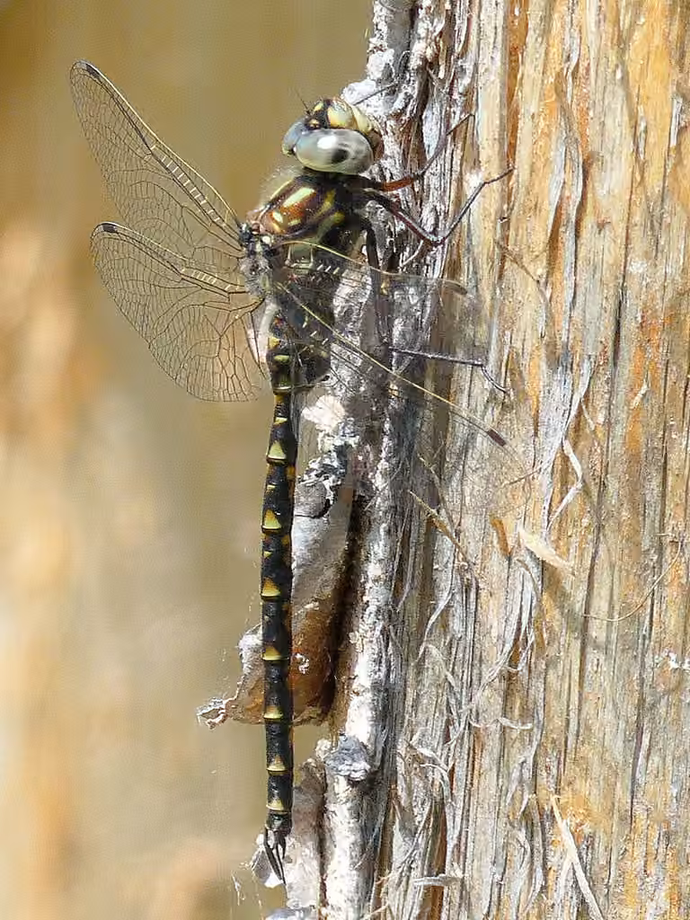 Harlequin Darner, Male