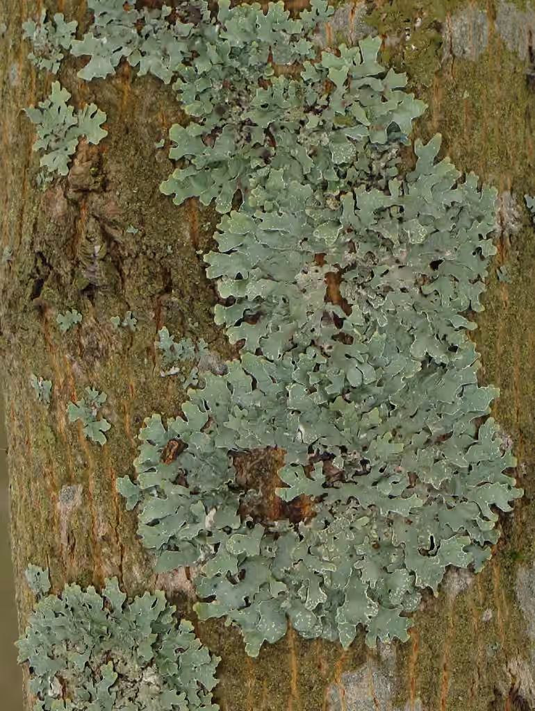 Parmélie striée, photo 2 sur 5