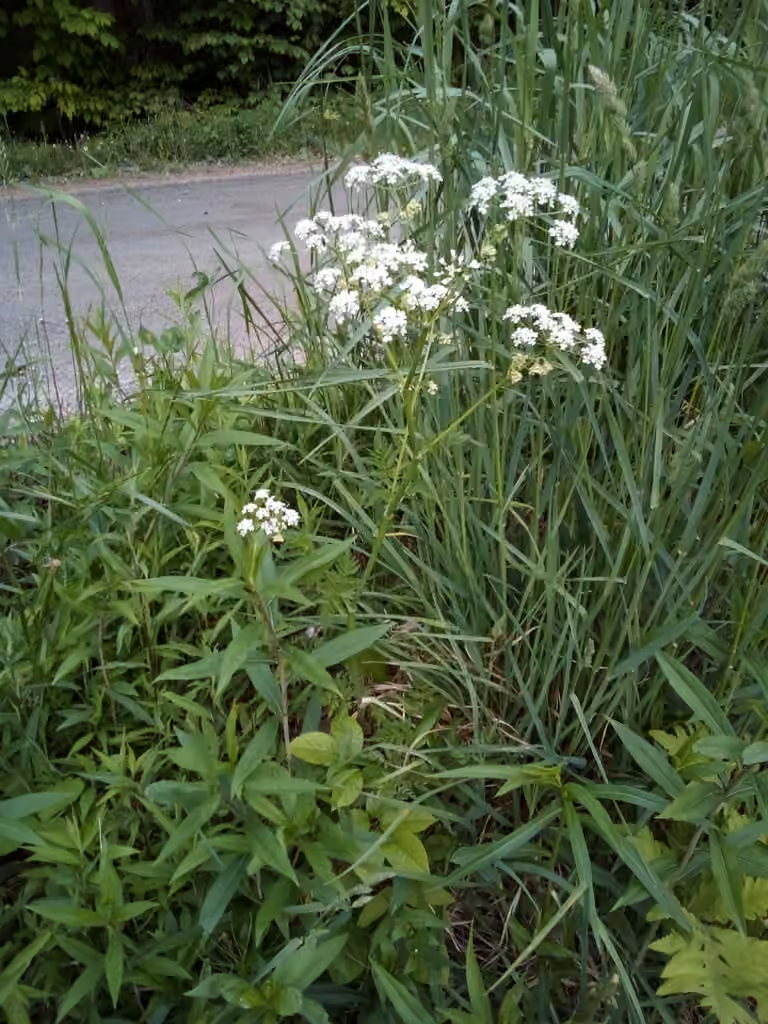 Wild chervil, In fruit