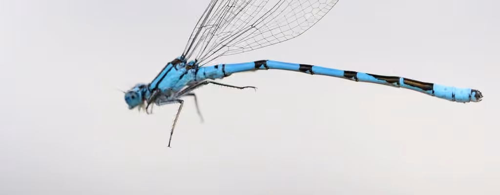Agrion Printanier, Mâle