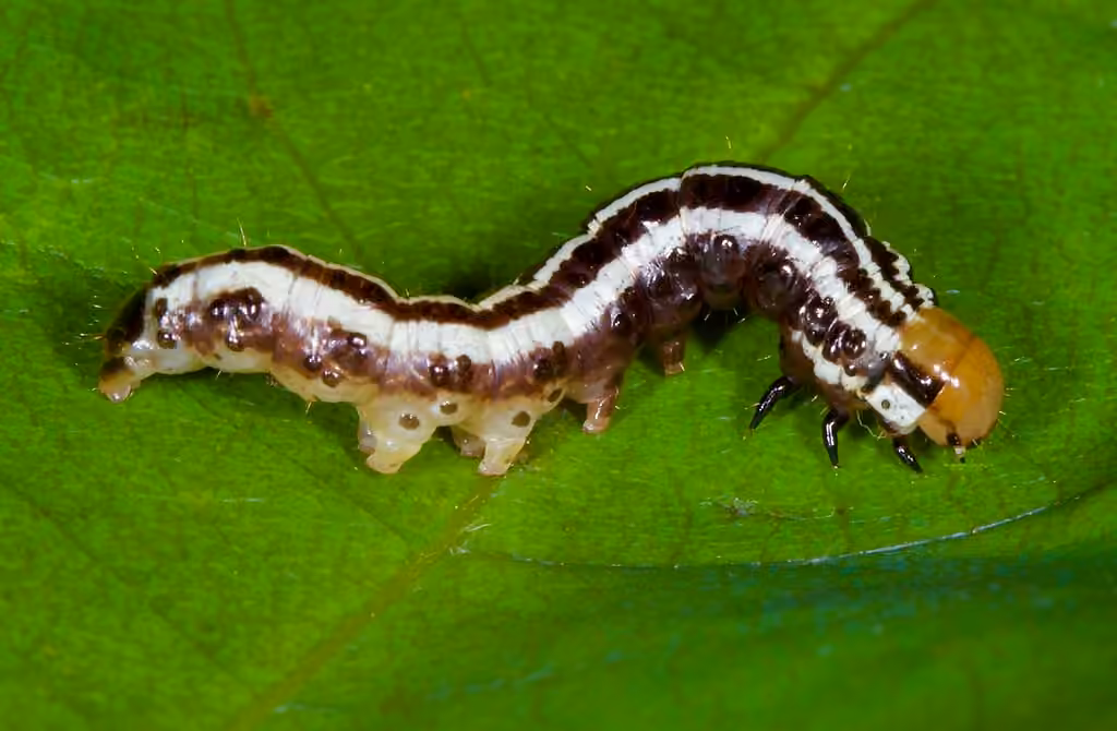 Burdock Stem Borer Moth, photo 2 of 5