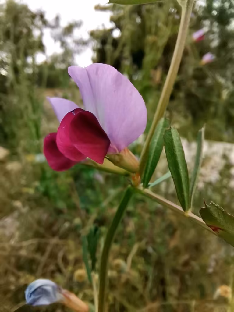 Vesce cultivée, En fleurs