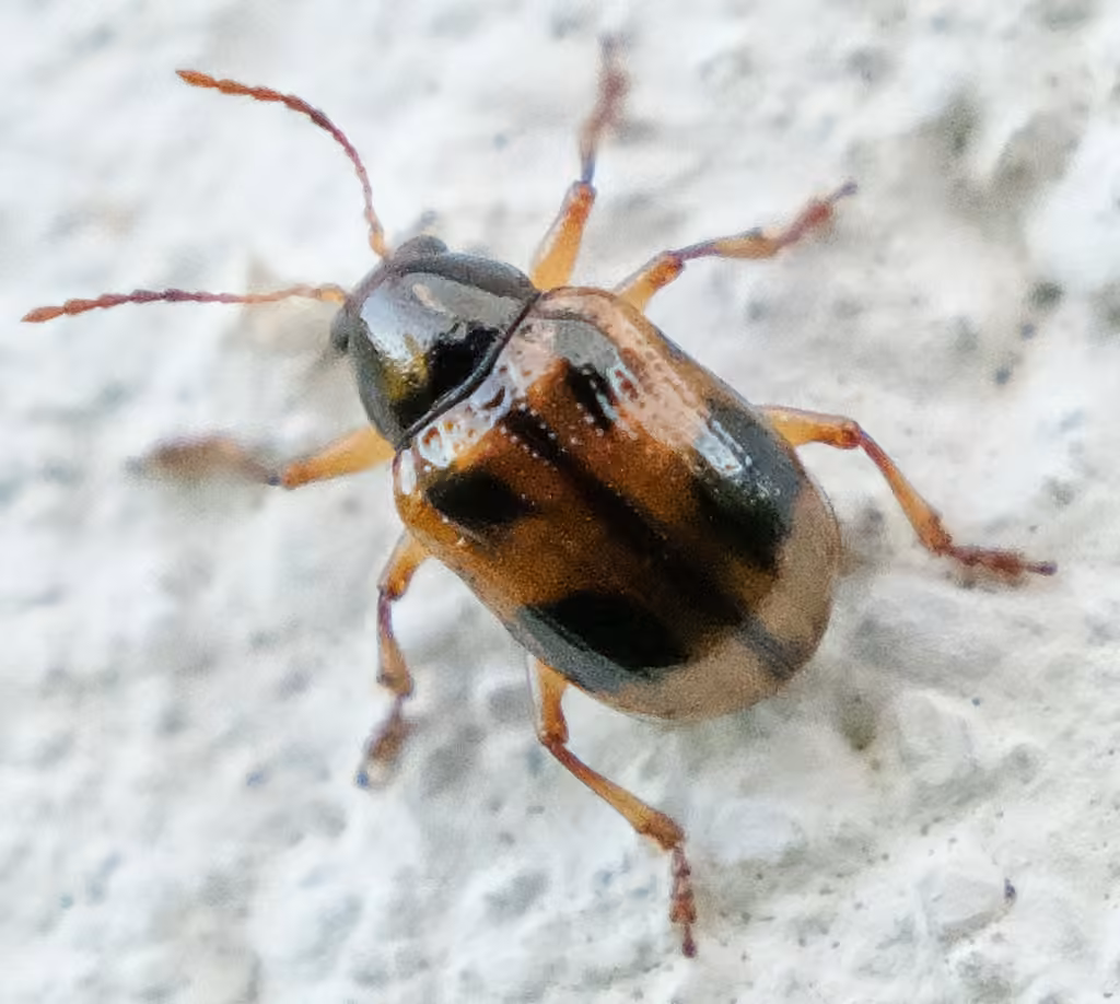 Four-marked Oval Leaf Beetle, photo 1 of 5