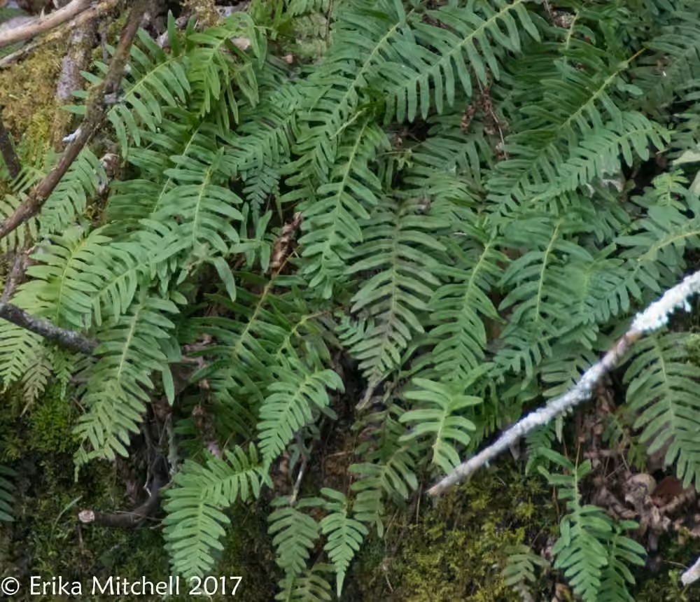 Polypode des Appalaches, photo 2 sur 5