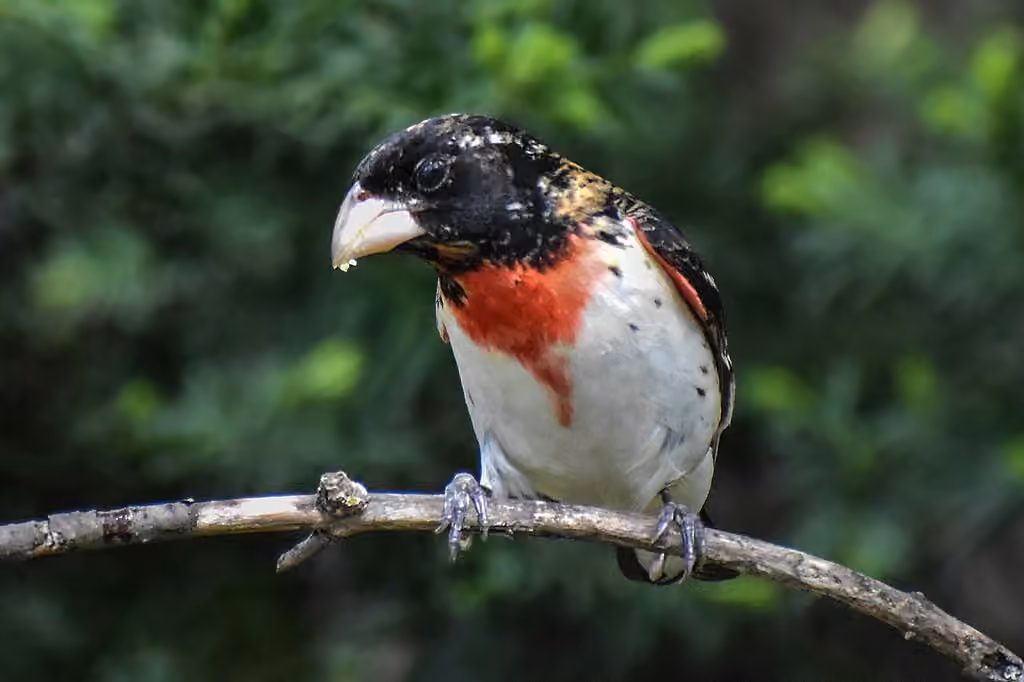 Rose-breasted Grosbeak, Male