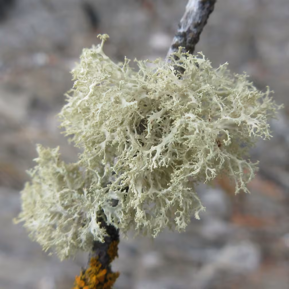 Ramaline effilochée