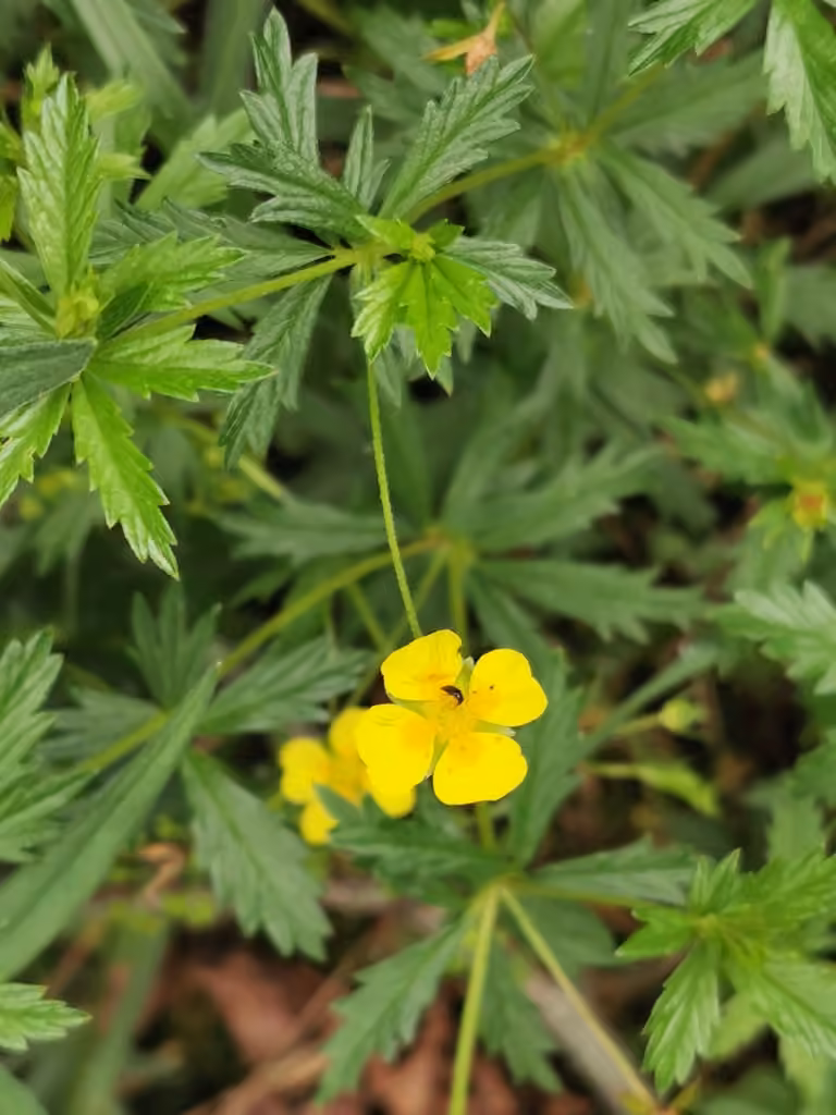 Erect cinquefoil, photo 3 of 5