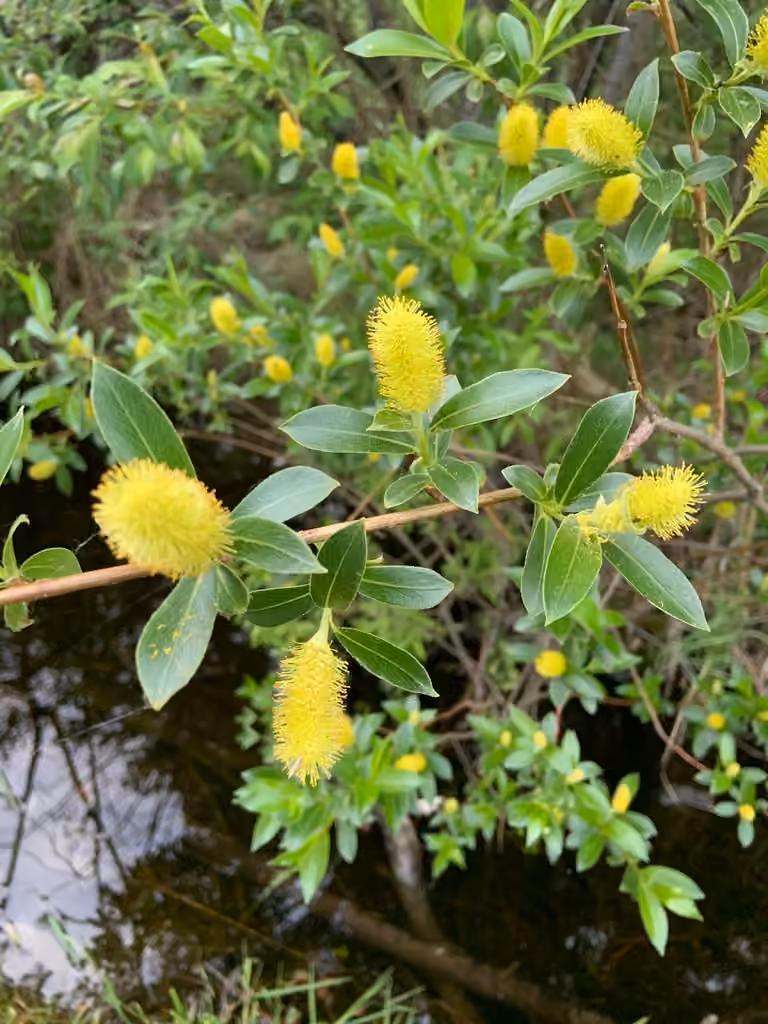 Saule très tardif, En fleurs