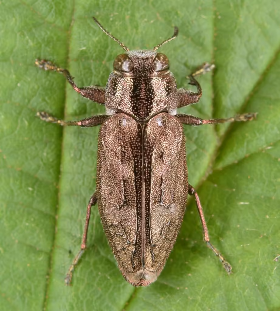 Sifting Metallic Wood-borer